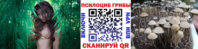 как найти   Снежногорск  Псилоцибиновые грибы Psilocybine cubensis 